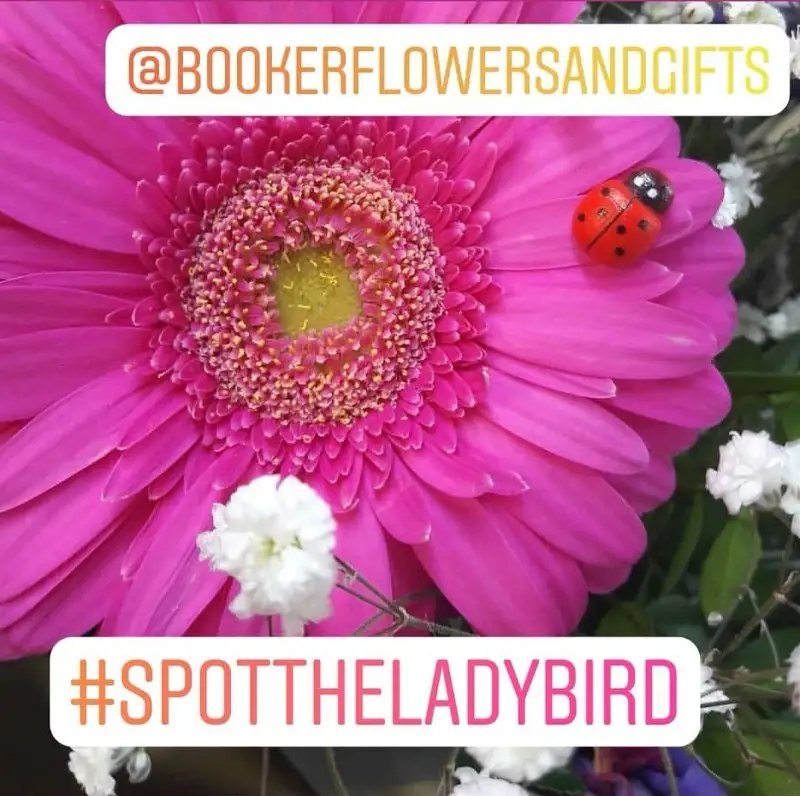 Spot the Ladybird Competition. WIN a free bouquet from Booker Flowers and Gifts